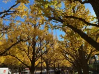 Ginko avenue (5).webp