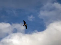 pacifica (256) copia.webp